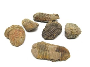 Group of Genuine Trilobite Fossils #2