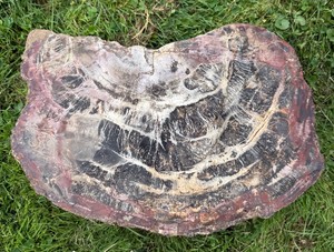 Excellent LARGE Chunk Genuine Petrified Wood - 111lbs