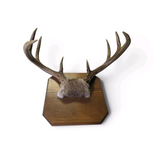 Vintage Mounted Deer Antlers