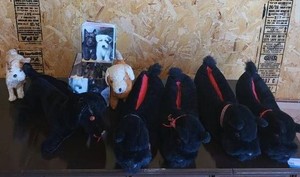 Dog Plush Mixed Lot With Decorative Photo Box