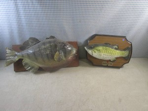 (EW5) Mounted Fish with Broken Top ...