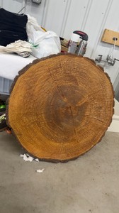36 Tree Round -heavy
