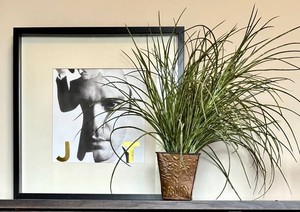 UB1 - Framed Wall Art & Faux Plant Display IKEA RIBBA 19 34 in Square