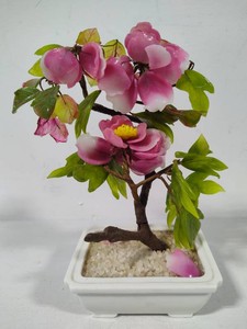Flowering Jade Bonsai Tree