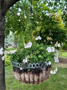 Hanging Geranium Planter in Decorative Basket