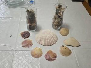 Collection of Seashells and Rocks in Glass Jars