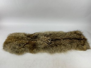 Coyote Taxidermy Fur Pelt