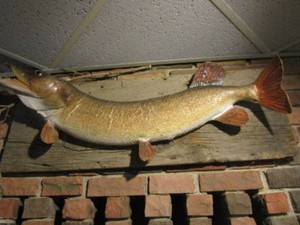 Northern fish mount on barnboard mo...