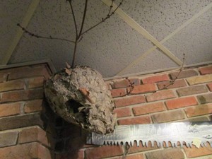 Paper wasp nest...