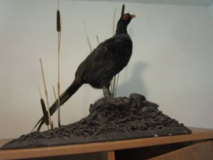 Black pheasant mount...