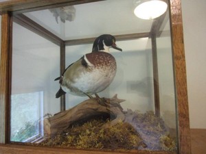 Wood duck mount in display case, 18...