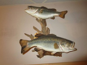 Large Mouth Bass fish mount with 7 ...