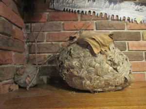 Paper wasp nests, large & small...