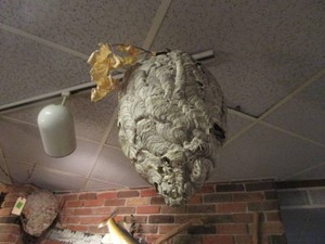Paper wasp nest...