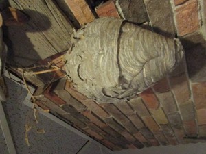 Paper wasp nest...