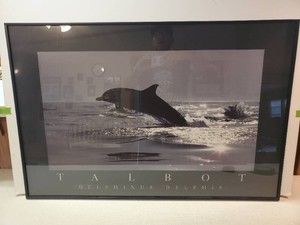 Talbot Delphius Delphis Dolphin Framed Poster