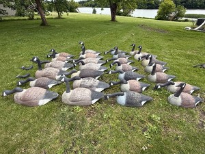 Large Lot of 30 Canada Goose Shell Decoys  Hunting Spread with Removable Heads