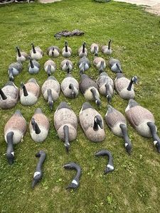 Large Lot of 30 Canada Goose Shell Decoys  Hunting Spread with Removable Heads