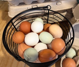 Farm Fresh Free-Range Eggs  1 Dozen  Hand Gathered Daily