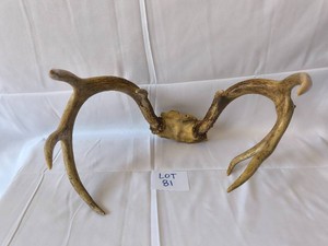 Antlers from Whitetail deer