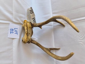 Whitetail Deer Antlers