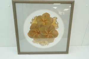 framed and matted real pressed Maui hibiscus flowers by Quala Lynn 22 x 22