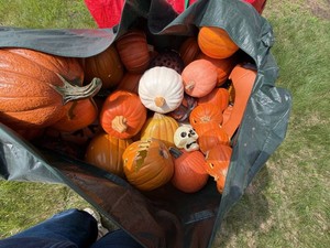 Lot of Assorted Halloween Fall Pumpkin Decor Mixed Faux Gourds