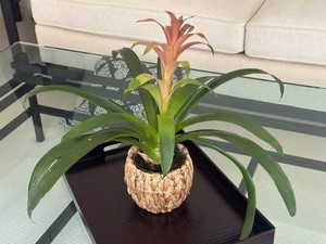 DR - Potted Bromeliad Plant in Woven Basket With Tray