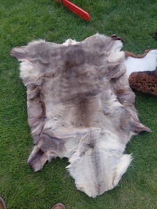 white tail deer fur