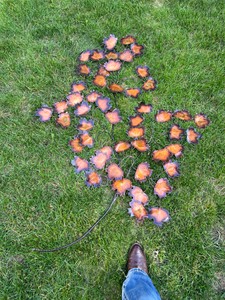 metal leaves display