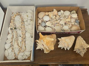 Large Coastal Seashell & Sand Dollar Collection with Shell Necklaces