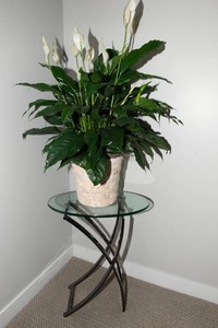Glass & Metal Side Table  Lily Plant Included If Desired