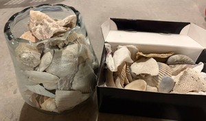 Seashell Mixed Lot in Glass Jar and Box
