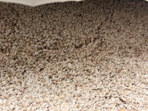 Approx. 120 Sq. Ft. Mohawk Carpet Remnant  Approx. 12 x 10  Beige Plush