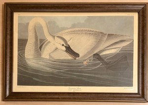 Vintage Audubon Trumpeter Swan Framed Print
