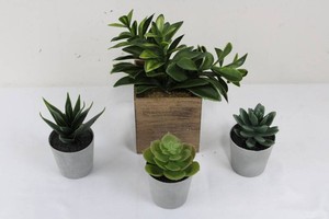 Faux Succulent Arrangement Set (Lot of 4)
