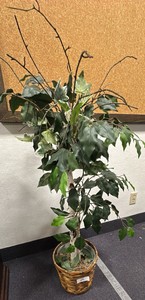 Willow tree plant