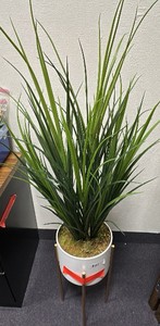 Green plant in white container with gold metal base