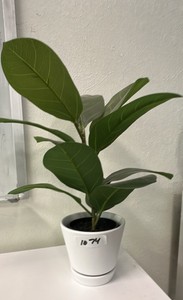 Green plant in white ceramic pot