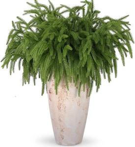 $21 Rowfad 24 Pcs Artificial Norfolk Pine Branches, Faux Norfolk Pine Stems DIY Crafts Faux Christmas Norfolk Pine Branches for Xmas Indoor Outdoor Home Decor (24)