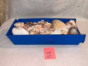Bin of Seashells