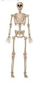 JOYIN 5 FT Halloween Life Size Posable Skeleton $54.99 Retail - Brand New