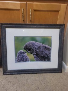 Henry H. Holdsworth Framed Owl Photograph Heres Looking at You Kid