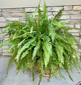 Outdoor Planter pottery Flower pot with fern