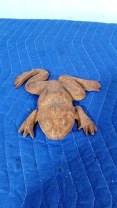 Cast iron frog