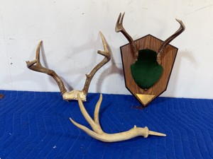 Deer Horns - 2 are real and the one that is just one side is fake