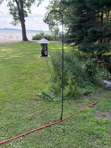 Shepard Hook with Bird