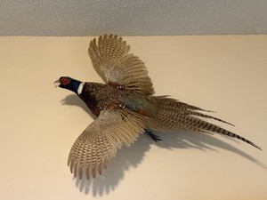Wall hanging mounted ring neck pheasant