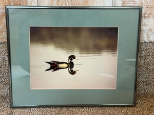 Framed Picture of a Wood Duck on the Minnesota Valley National Wildlife Refuge from the Friends of the Valley 1984