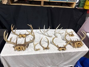 Assorted Deer Antler Collection